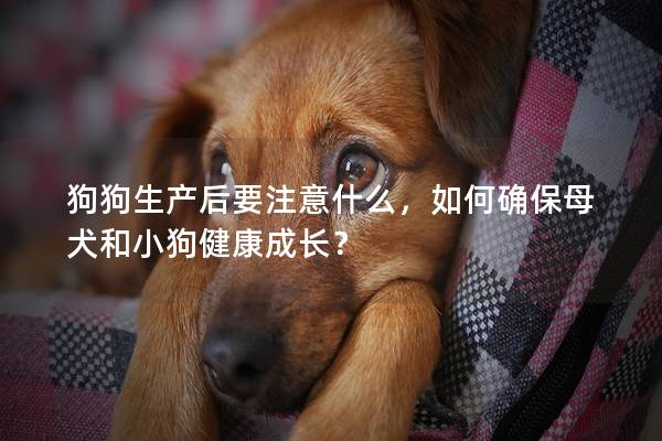 狗狗生产后要注意什么，如何确保母犬和小狗健康成长？