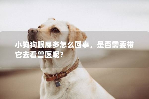 小狗狗眼屎多怎么回事，是否需要带它去看兽医呢？