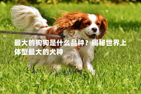 最大的狗狗是什么品种？揭秘世界上体型最大的犬种