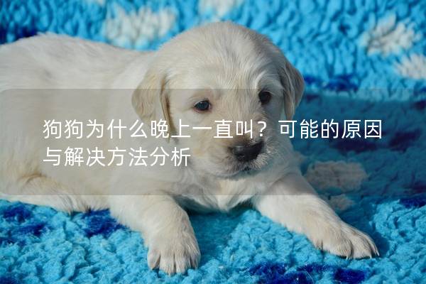 狗狗为什么晚上一直叫？可能的原因与解决方法分析