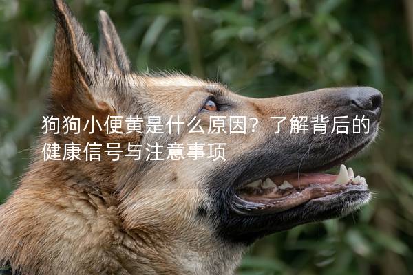 狗狗小便黄是什么原因？了解背后的健康信号与注意事项