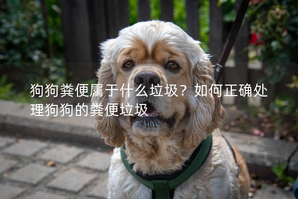 狗狗粪便属于什么垃圾？如何正确处理狗狗的粪便垃圾