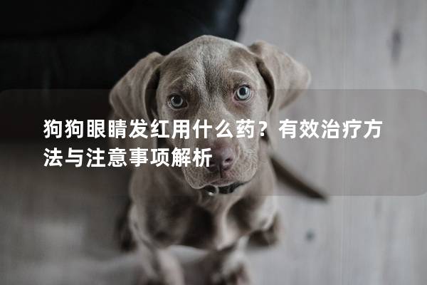 狗狗眼睛发红用什么药？有效治疗方法与注意事项解析