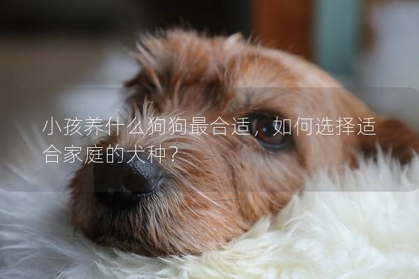 小孩养什么狗狗最合适，如何选择适合家庭的犬种？