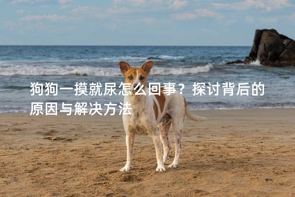 狗狗一摸就尿怎么回事？探讨背后的原因与解决方法