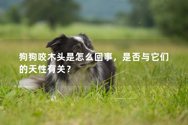 狗狗咬木头是怎么回事，是否与它们的天性有关？