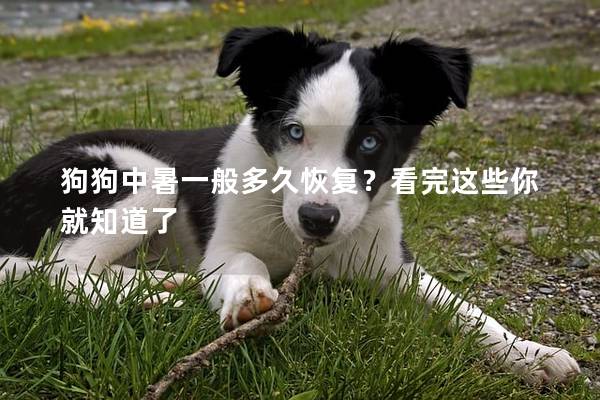 狗狗中暑一般多久恢复？看完这些你就知道了