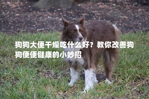 狗狗大便干燥吃什么好？教你改善狗狗便便健康的小妙招