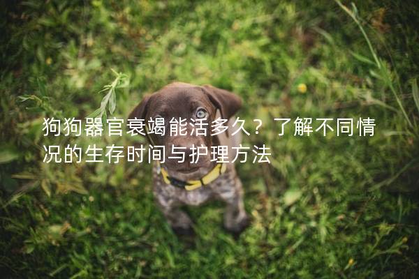 狗狗器官衰竭能活多久？了解不同情况的生存时间与护理方法