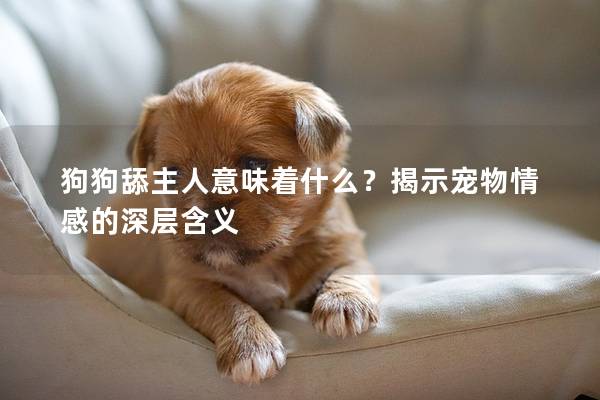 狗狗舔主人意味着什么？揭示宠物情感的深层含义