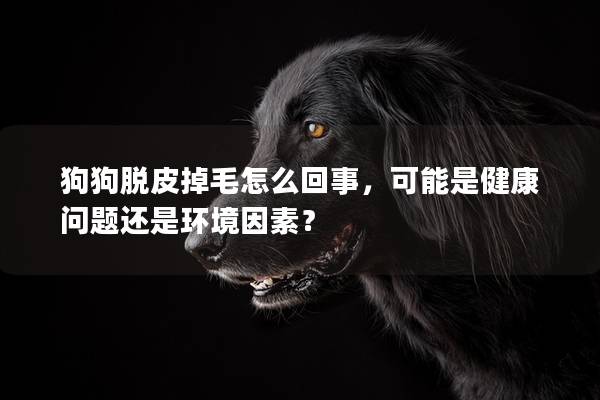 狗狗脱皮掉毛怎么回事，可能是健康问题还是环境因素？