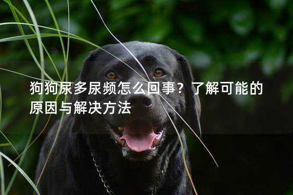 狗狗尿多尿频怎么回事？了解可能的原因与解决方法