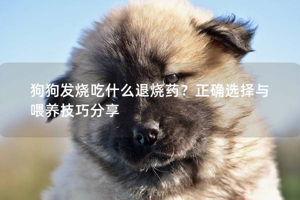 狗狗发烧吃什么退烧药？正确选择与喂养技巧分享