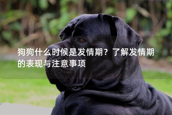 狗狗什么时候是发情期？了解发情期的表现与注意事项