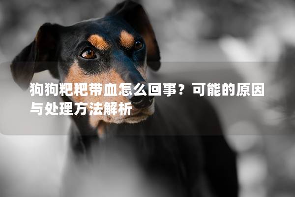 狗狗粑粑带血怎么回事？可能的原因与处理方法解析