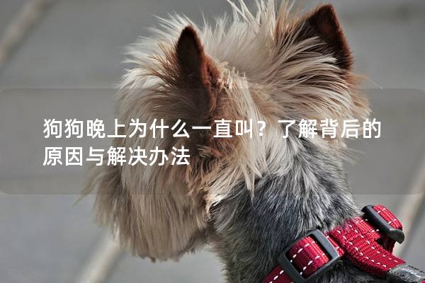 狗狗晚上为什么一直叫？了解背后的原因与解决办法