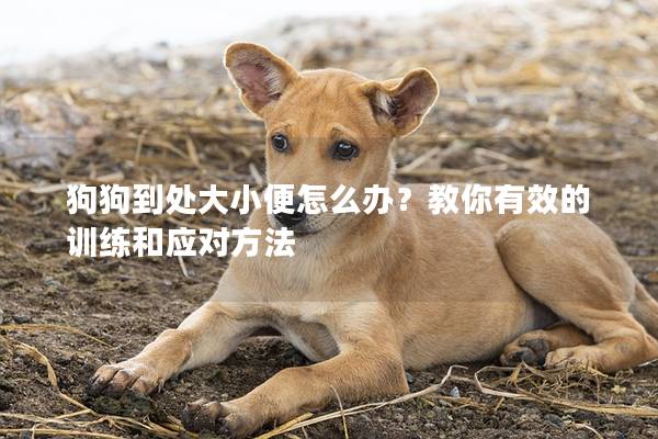 狗狗到处大小便怎么办？教你有效的训练和应对方法