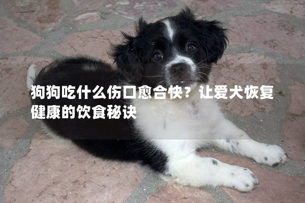 狗狗吃什么伤口愈合快？让爱犬恢复健康的饮食秘诀