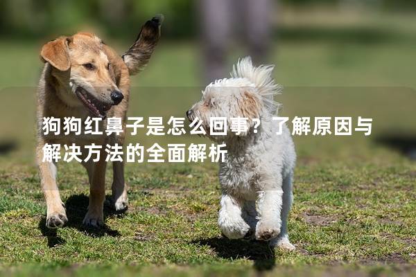 狗狗红鼻子是怎么回事？了解原因与解决方法的全面解析