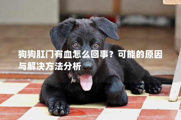 狗狗肛门有血怎么回事？可能的原因与解决方法分析