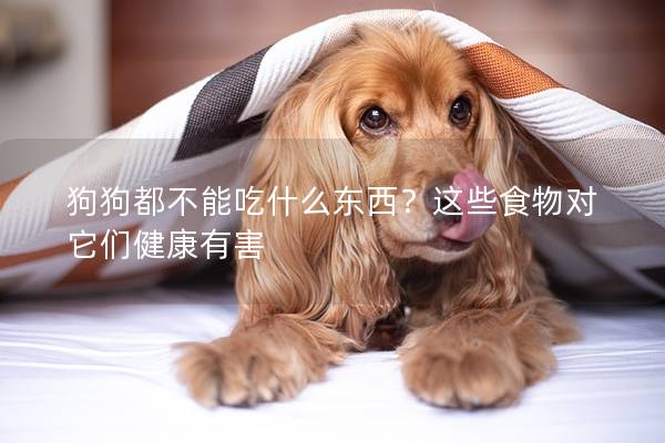 狗狗都不能吃什么东西？这些食物对它们健康有害