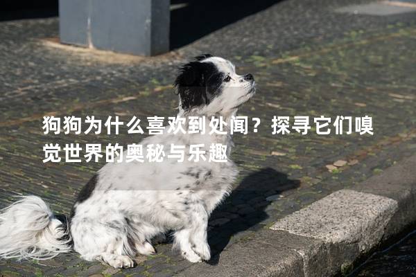 狗狗为什么喜欢到处闻？探寻它们嗅觉世界的奥秘与乐趣