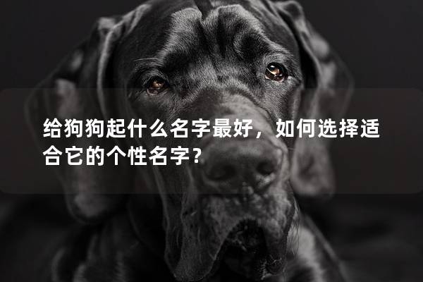 给狗狗起什么名字最好，如何选择适合它的个性名字？