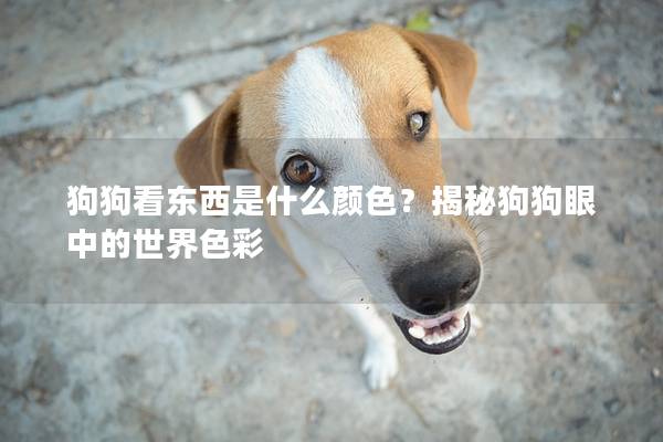 狗狗看东西是什么颜色？揭秘狗狗眼中的世界色彩