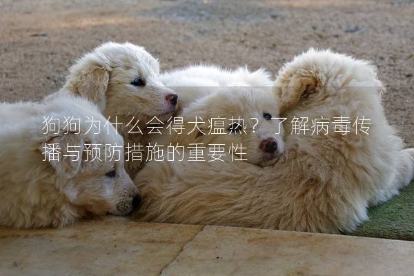 狗狗为什么会得犬瘟热？了解病毒传播与预防措施的重要性