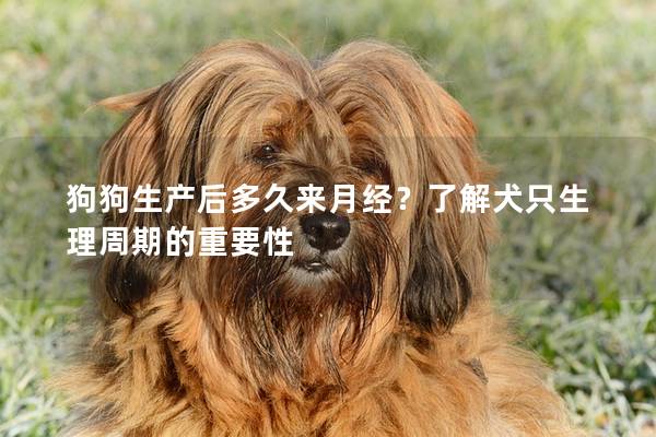 狗狗生产后多久来月经？了解犬只生理周期的重要性