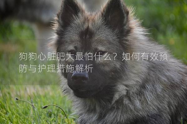 狗狗心脏肥大最怕什么？如何有效预防与护理措施解析