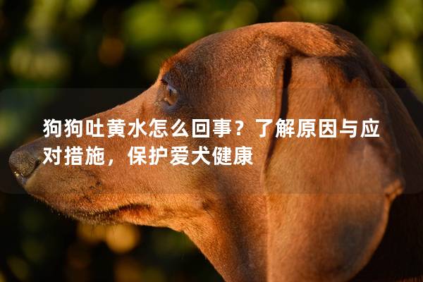 狗狗吐黄水怎么回事？了解原因与应对措施，保护爱犬健康