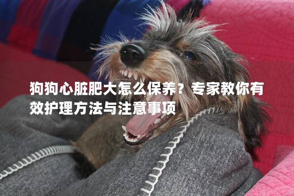 狗狗心脏肥大怎么保养？专家教你有效护理方法与注意事项