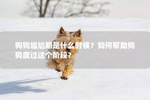 狗狗尴尬期是什么时候？如何帮助狗狗度过这个阶段？