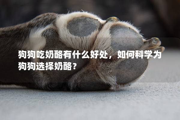 狗狗吃奶酪有什么好处，如何科学为狗狗选择奶酪？