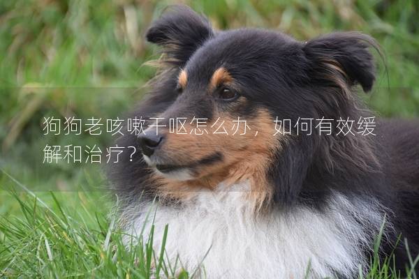 狗狗老咳嗽干呕怎么办，如何有效缓解和治疗？