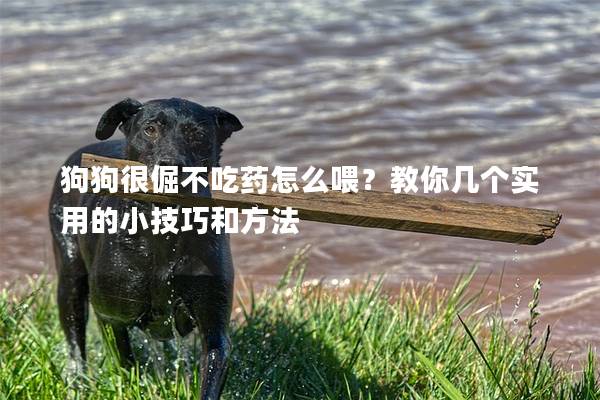 狗狗很倔不吃药怎么喂？教你几个实用的小技巧和方法