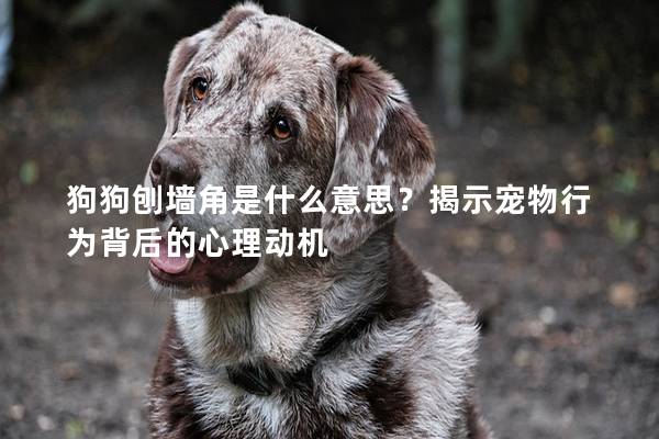 狗狗刨墙角是什么意思？揭示宠物行为背后的心理动机