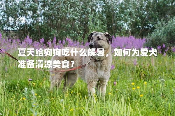 夏天给狗狗吃什么解暑，如何为爱犬准备清凉美食？