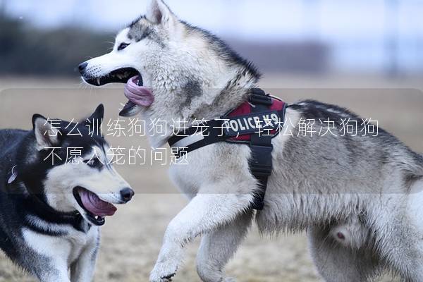 怎么训练狗狗进笼子，轻松解决狗狗不愿入笼的问题