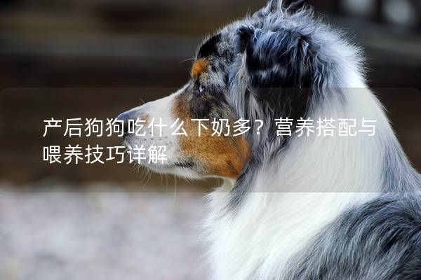 产后狗狗吃什么下奶多？营养搭配与喂养技巧详解