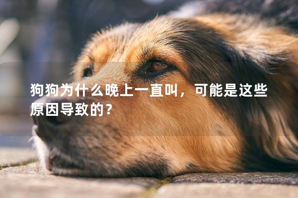 狗狗为什么晚上一直叫，可能是这些原因导致的？