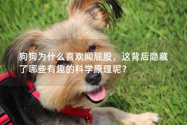 狗狗为什么喜欢闻屁股，这背后隐藏了哪些有趣的科学原理呢？