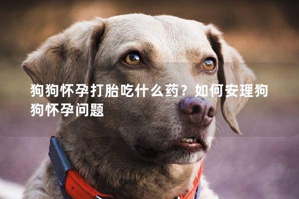 狗狗怀孕打胎吃什么药？如何安理狗狗怀孕问题