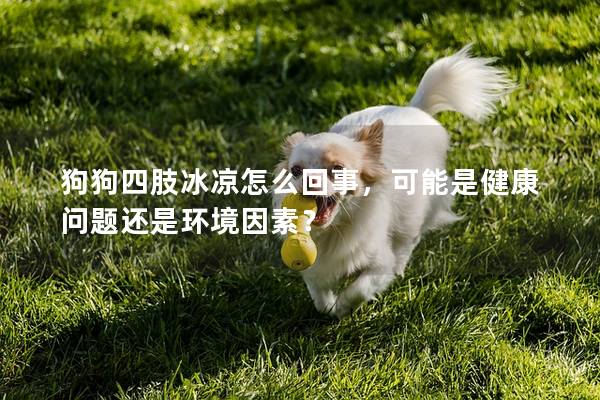 狗狗四肢冰凉怎么回事，可能是健康问题还是环境因素？