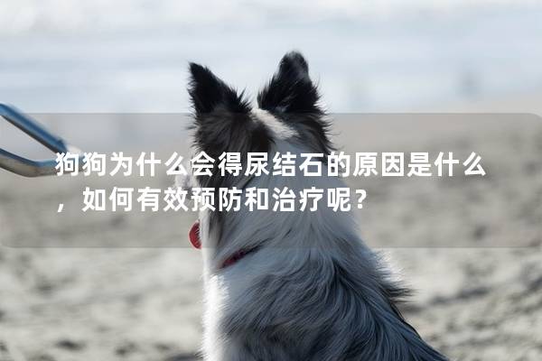 狗狗为什么会得尿结石的原因是什么，如何有效预防和治疗呢？