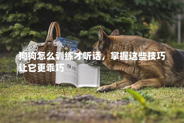 狗狗怎么训练才听话，掌握这些技巧让它更乖巧