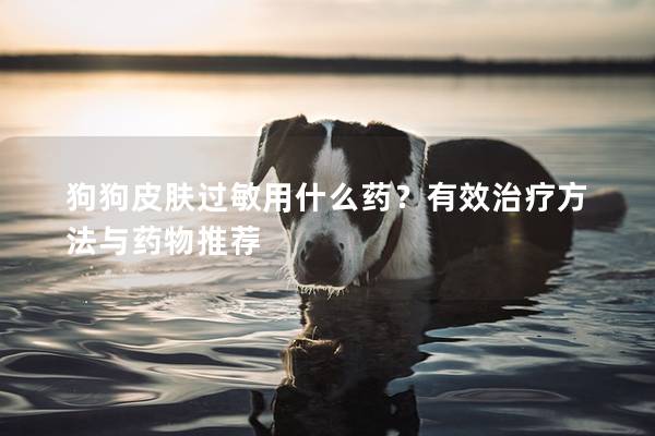 狗狗皮肤过敏用什么药？有效治疗方法与药物推荐