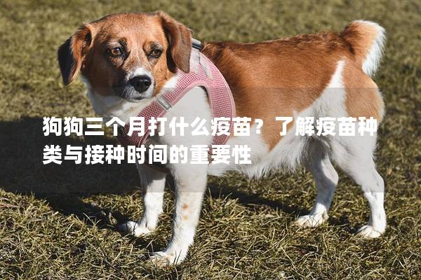 狗狗三个月打什么疫苗？了解疫苗种类与接种时间的重要性