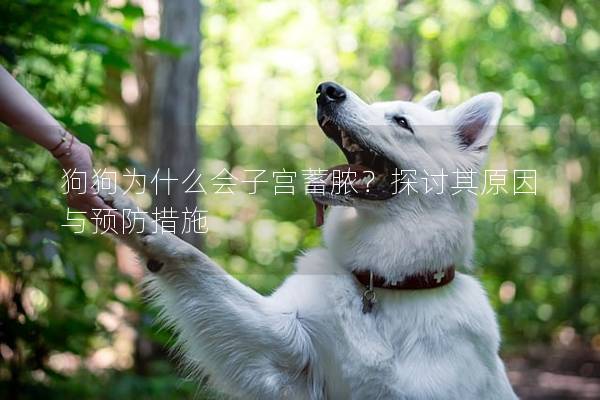 狗狗为什么会子宫蓄脓？探讨其原因与预防措施